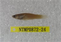 藏品(大肚魚)的圖片